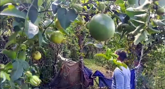 पहाड़ों पर उगाया कृष्णा फल, अनेकों गुणों से है भरपूर