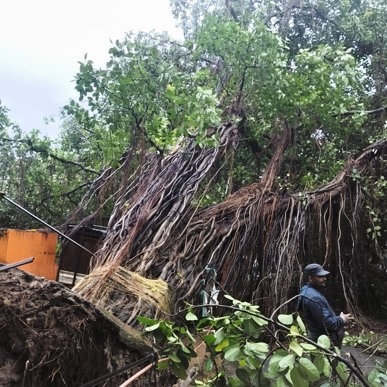 बारिश के बीच अलीगंज और महानगर में गिरे पेड़, जनजीवन प्रभावित