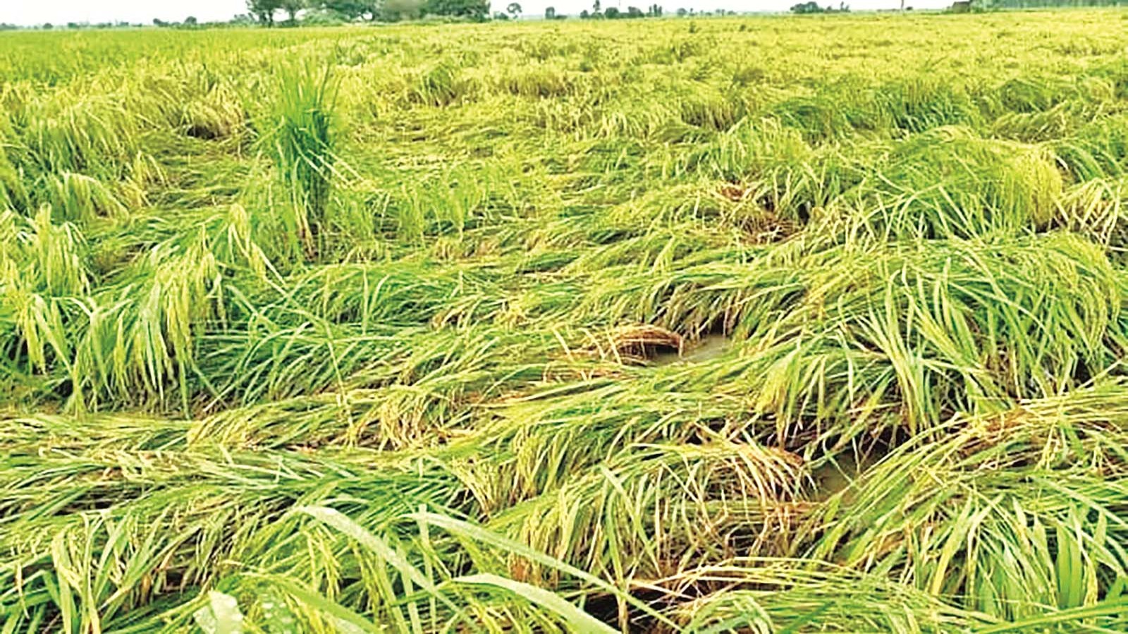 निघासन में बारिश ने बढ़ाई किसानों की चिंता, खेतों में बिछी धान की फसल