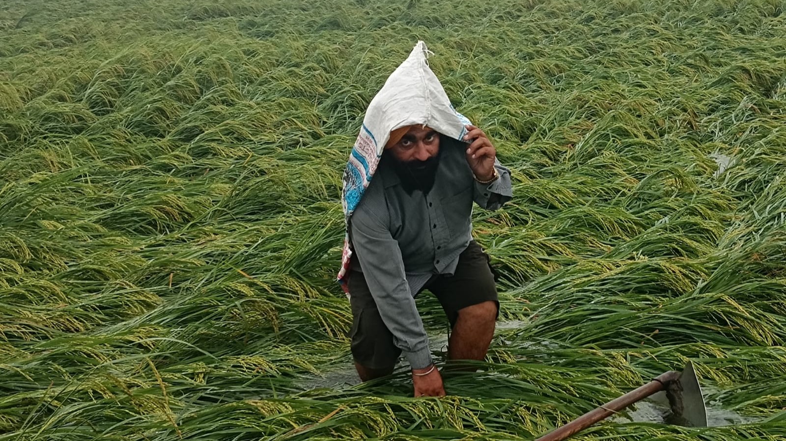शाहजहांपुर में 40 घंटे से हो रही बारिश से तबाही, लाखों किसानों की फसल जलमग्न