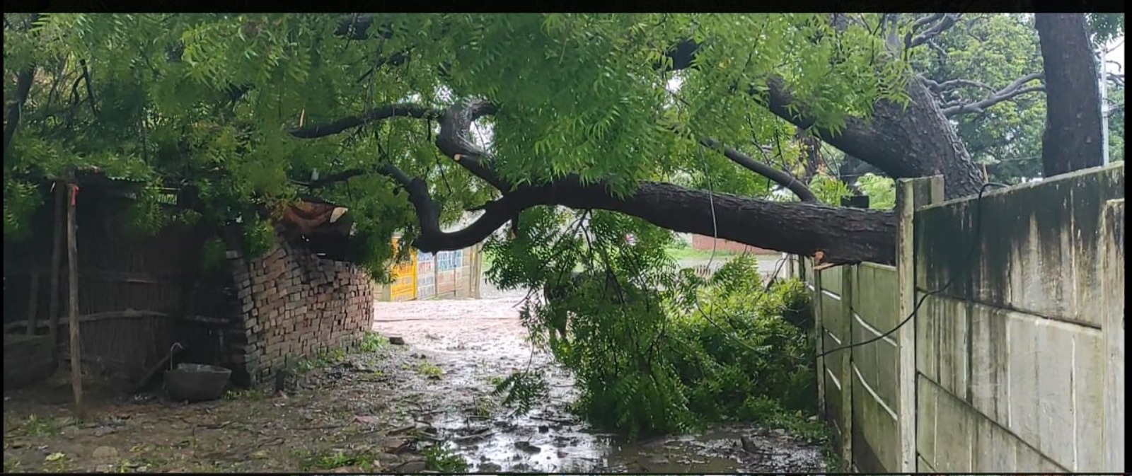 तेज बारिश व हवा के चलते नीम का पेड़ गिरने से पांच घरों की बिजली गुल,घंटो परेशान रहे लोग