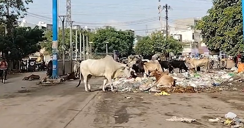 पांच हजार पशु पकड़े, फिर भी सड़कें खाली नहीं