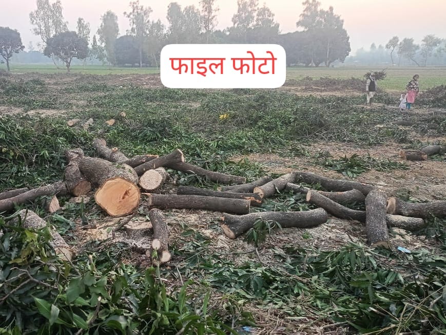 गांधी जयंती की छुट्टी की आड़ में आम के छह पेड़ों पर चला दी आरियां