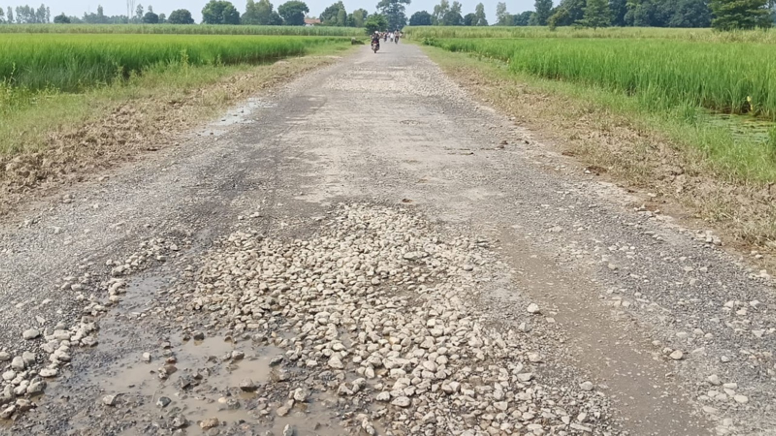 सड़क बनी या खानापूर्ति? करोड़ों की पीडब्ल्यूडी रोड चंद दिनों में उखड़ी, गिट्टी आई बाहर