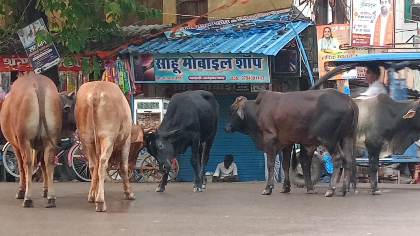 सड़कों पर बेखौफ घूमते सांड, वाहन चालकों के लिए बने मुसीबत; आए दिन हो रहे हादसे, जिम्मेदार बेखबर