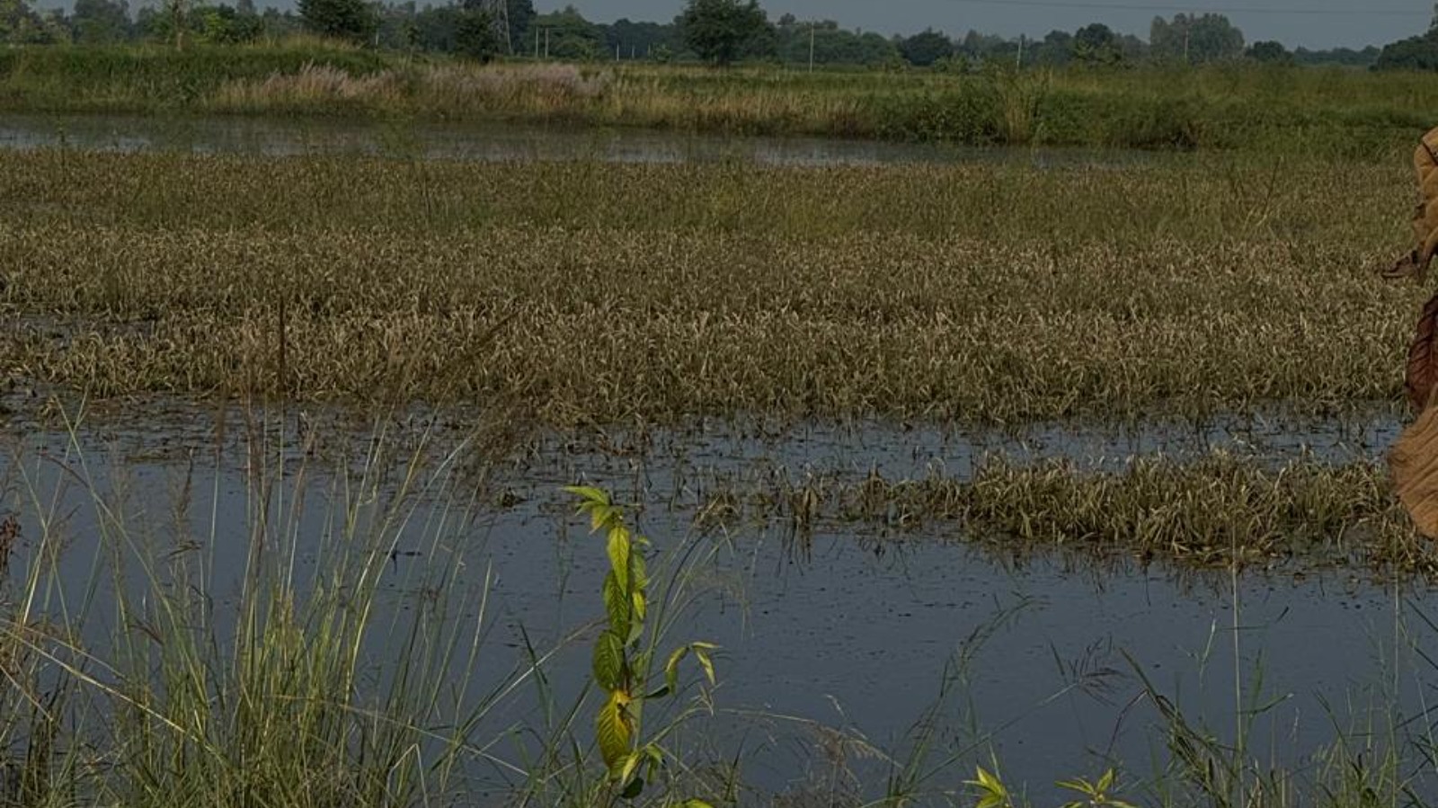 बेहता नाले के पानी से 80 हेक्टेयर से अधिक फसलें बर्बाद