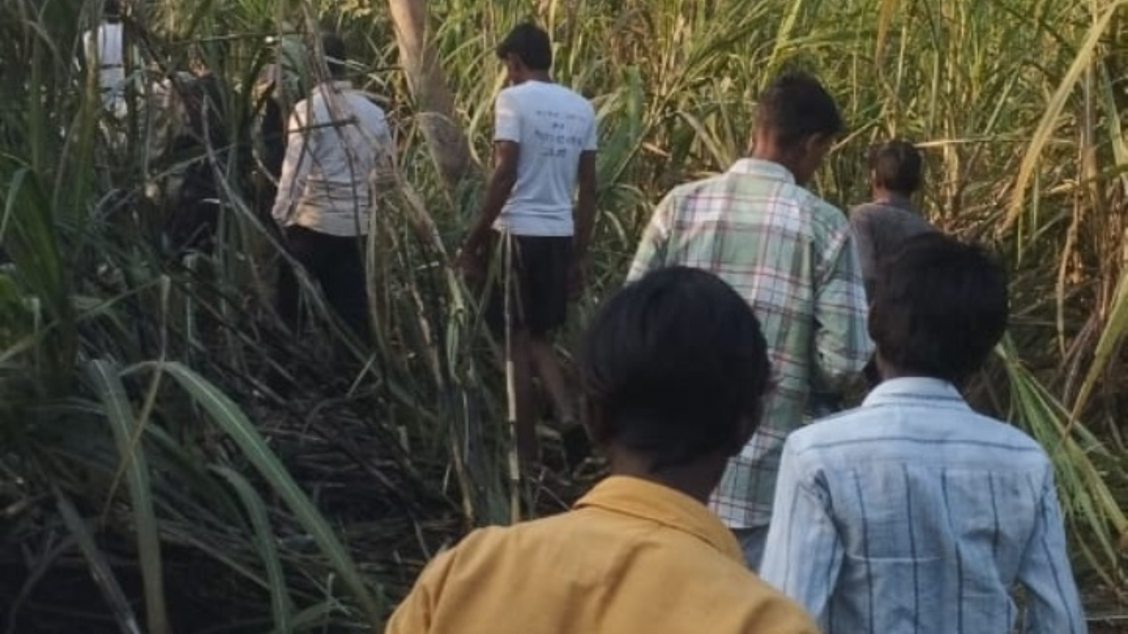 जर्जर तार बने काल! किसान की तीन बीघा गन्ना फसल स्वाहा, मुआवजे को भटका रहा अन्नदाता
