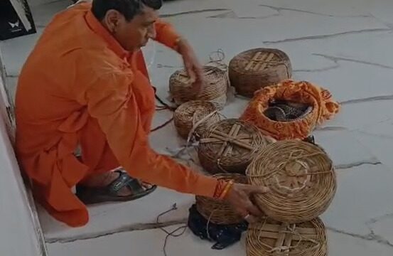 सपेरे के घर से 8 सांप बरामद, 7 इंडियन कोबरा शामिल