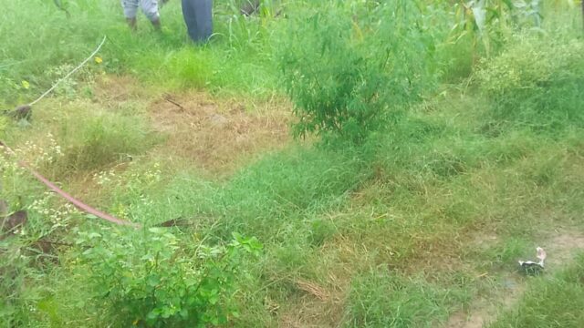 स्टाफ की कमी से घुसकर गांव में 15 घंटे गुल रही बिजली