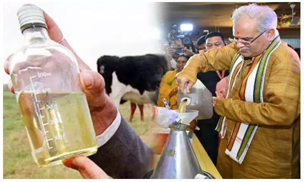 शुरू हुआ पायलट प्रोजेक्ट, 15 गांवों में खोली गईं गोमूत्र डेयरी