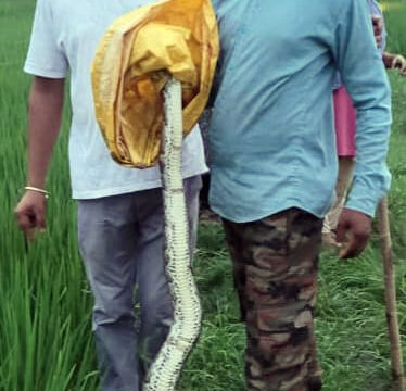 हल्दी घेरा आबादी के करीब पहुंचा अजगर सांप, मची अफरा तफरी