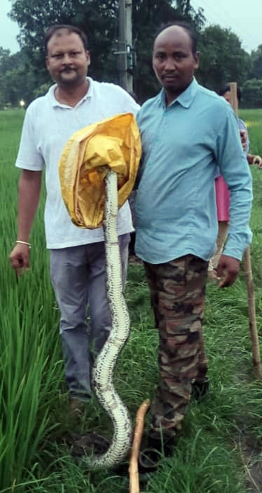 हल्दी घेरा आबादी के करीब पहुंचा अजगर सांप, मची अफरा तफरी