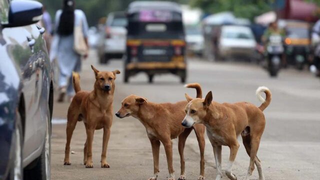 गाजियाबाद में आवारा कुत्तों के हमले में 4 साल के मासूम की मौत