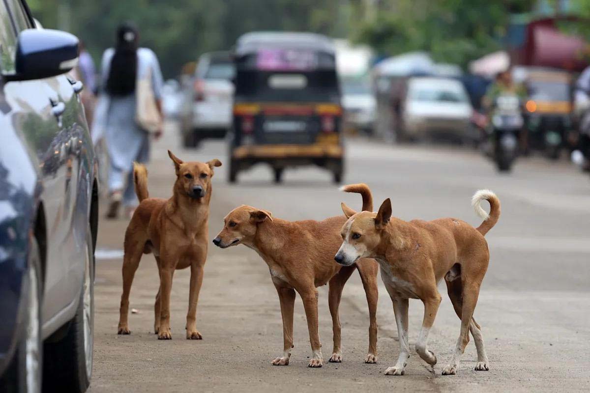 गाजियाबाद में आवारा कुत्तों के हमले में 4 साल के मासूम की मौत
