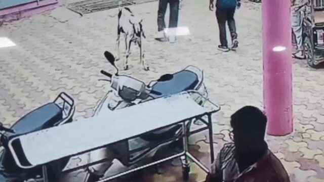 सांप ने बकरे को डसा, पशु अस्पताल और सीएचसी विवाद के बीच अटकी रही बकरे की जान