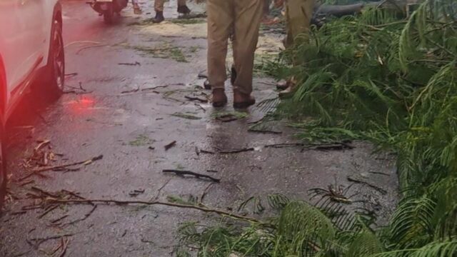 बारिश के बीच आईटी चौराहे पर गिरा पुराना पेड़