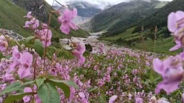 फूलों की घाटी में पर्यटकों की रिकॉर्ड आमद, तीन माह में पहुंचे 25,735 सैलानी