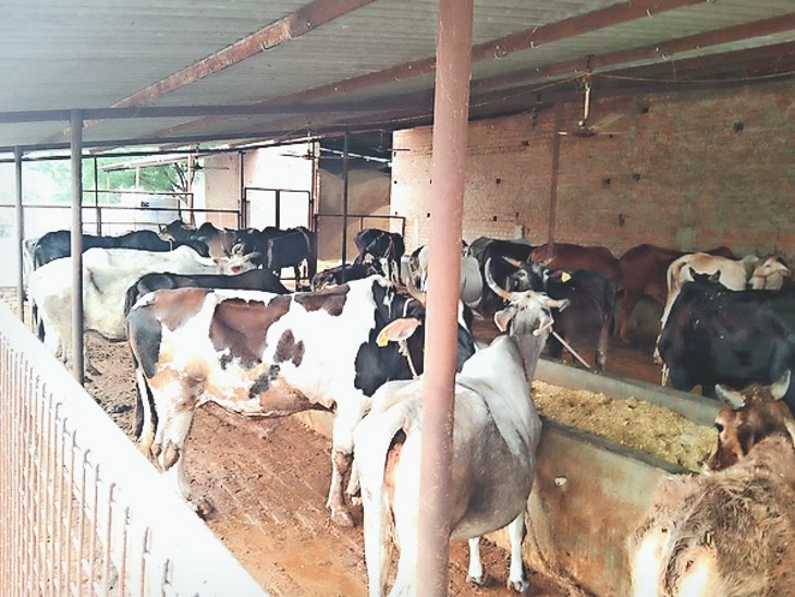 गोशालाओं में हो सकेंगे मांगलिक कार्यक्रम,  मिलेगा कमाई का नया रास्ता