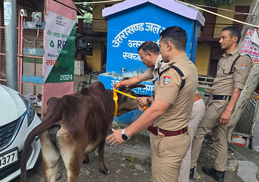 धरासू पुलिस ने गोवंशों के गले में पहनाई रेडियम टेप, हादसों की रोकथाम की पहल
