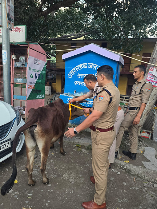 धरासू पुलिस ने गोवंशों के गले में पहनाई रेडियम टेप, हादसों की रोकथाम की पहल